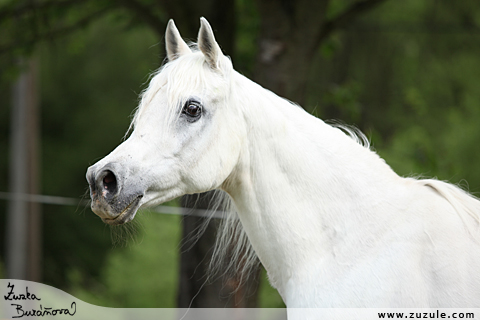 Al Qurquf Arabians kvten 2010