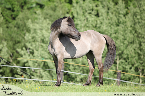 Pony Bra