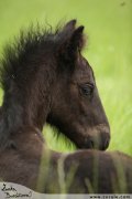 Fell pony