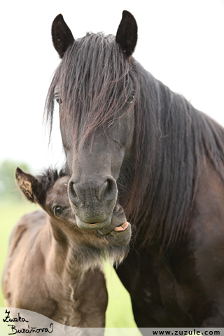 Fell pony