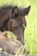 Fell pony