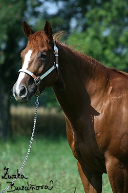 Klisna quarter horse
