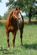 Klisna quarter horse