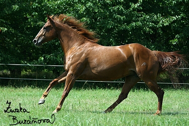 Klisna quarter horse