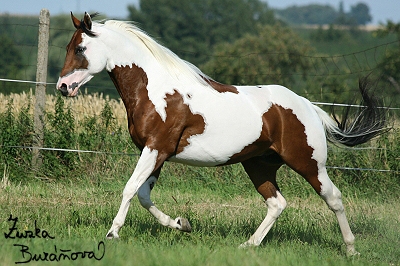 Ran Mustang Veselko ervenec 2007