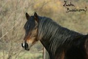 Welsh cob