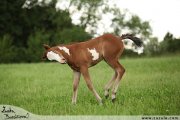 Investers Magic Star