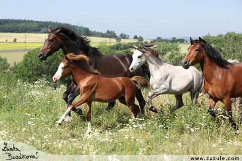 JS Alpin Horse ervenec 2010