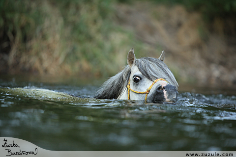 Hebec Patrick