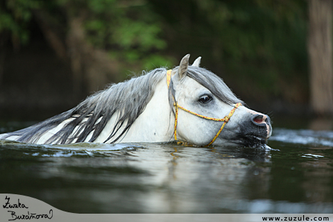 Hebec Patrick