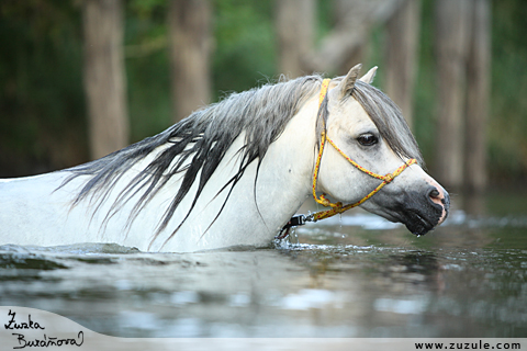 Hebec Patrick