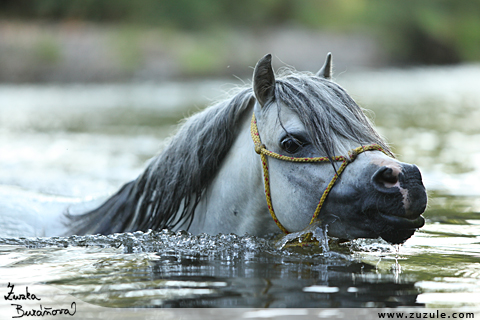 Hebec Patrick