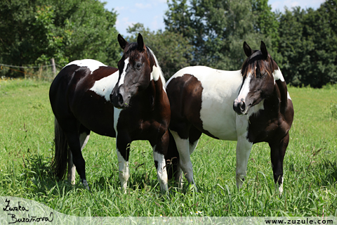 Paint horse