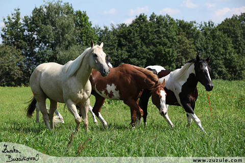 Paint a quarter horse 