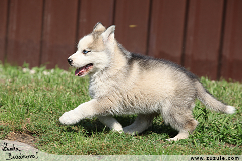 Sibisk husky