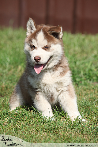 Sibisk husky