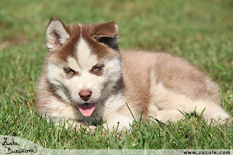 Sibisk husky