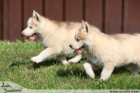 Sibisk husky