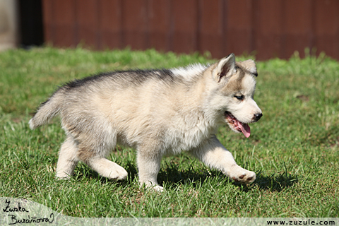 Sibisk husky