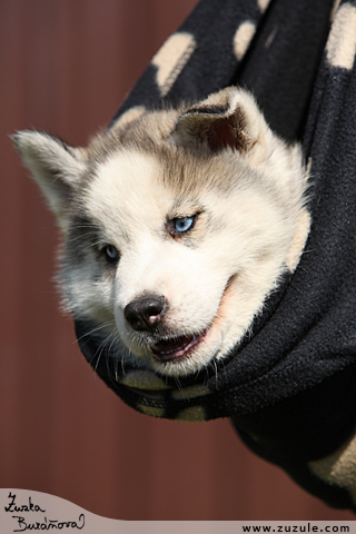 Sibisk husky