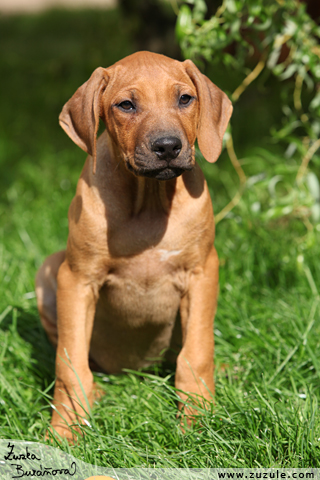 Rhodsk ridgeback