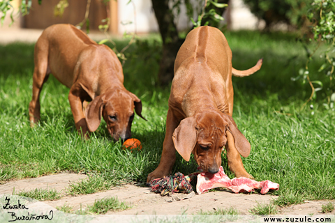 Rhodsk ridgeback