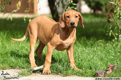 Rhodsk ridgeback