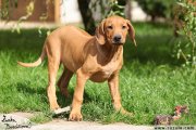 Rhodsk ridgeback