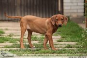 Rhodsk ridgeback