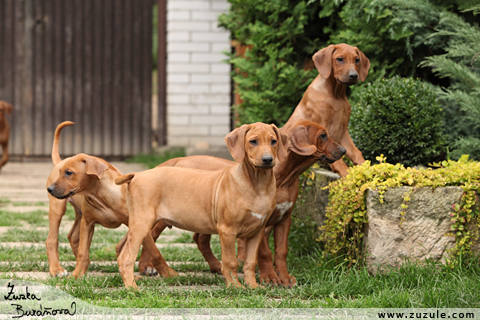 Rhodsk ridgeback