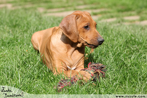 Rhodsk ridgeback