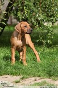 Rhodsk ridgeback