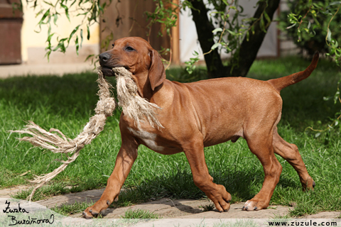 Rhodsk ridgeback