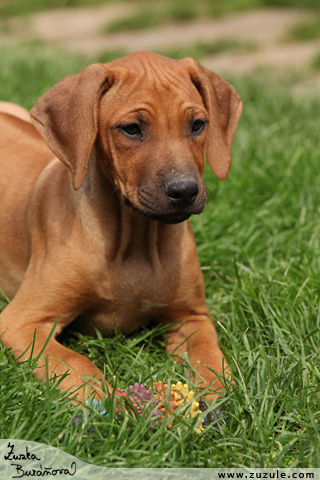 Rhodsk ridgeback