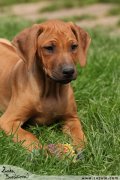 Rhodsk ridgeback