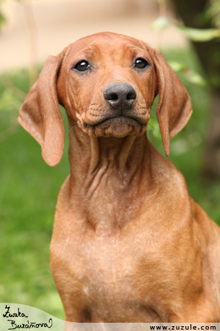 Rhodsk ridgeback