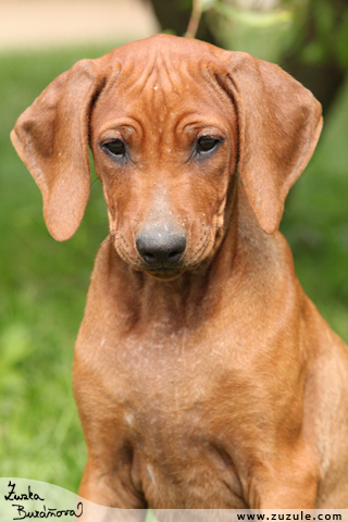 Rhodsk ridgeback