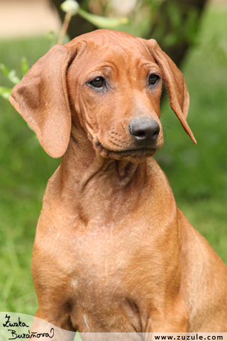 Rhodsk ridgeback