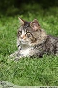 Kočka v trávě