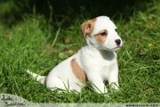 Jack Russell terir