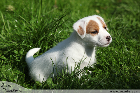 Jack Russell terir