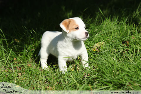 Jack Russell terir