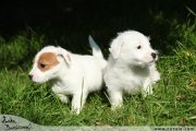 Jack Russell terir