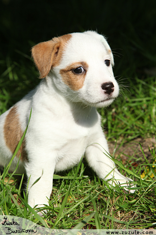 Jack Russell terir