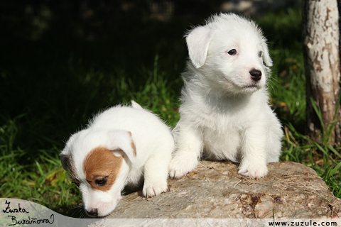 Jack Russell terir