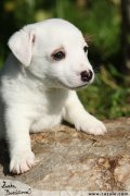 Jack Russell terir