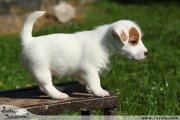 Jack Russell terir