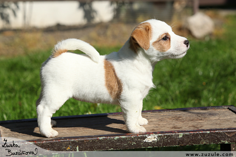 Jack Russell terir