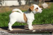 Jack Russell terir