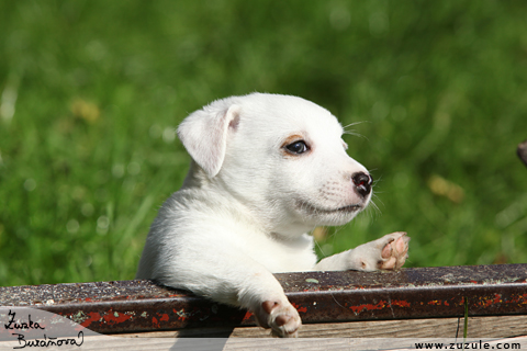 Jack Russell terir